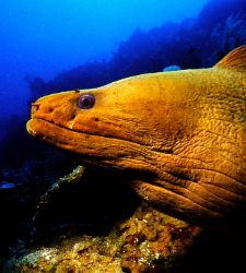 Green Murray Eel. Diving off the wall at Herbie's Fantasy... by Shawn Jackson 